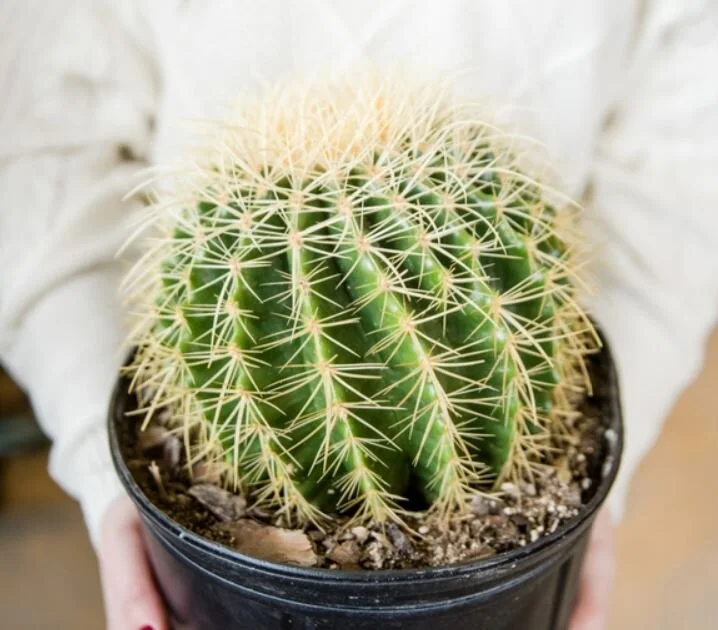 worry is the thief of joy