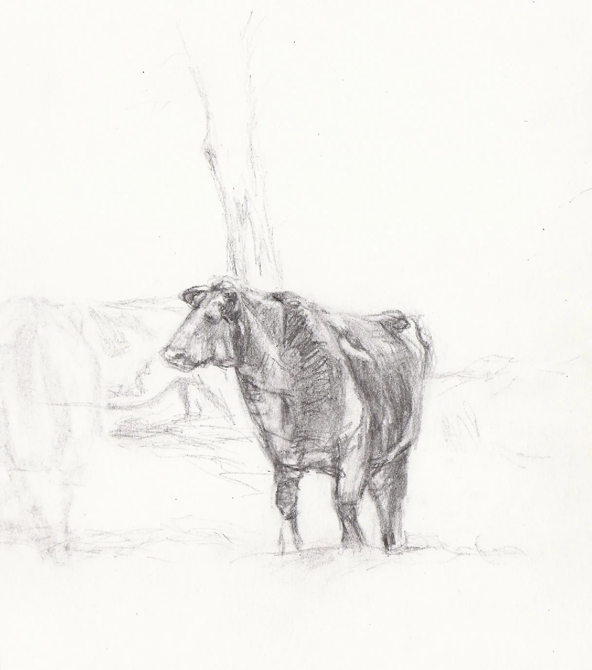Cow Study 2, 7" x 6"
