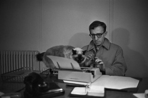 c9d58498762ab1823cdcdd0e1f5db043--woody-allen-siamese-cats.jpg