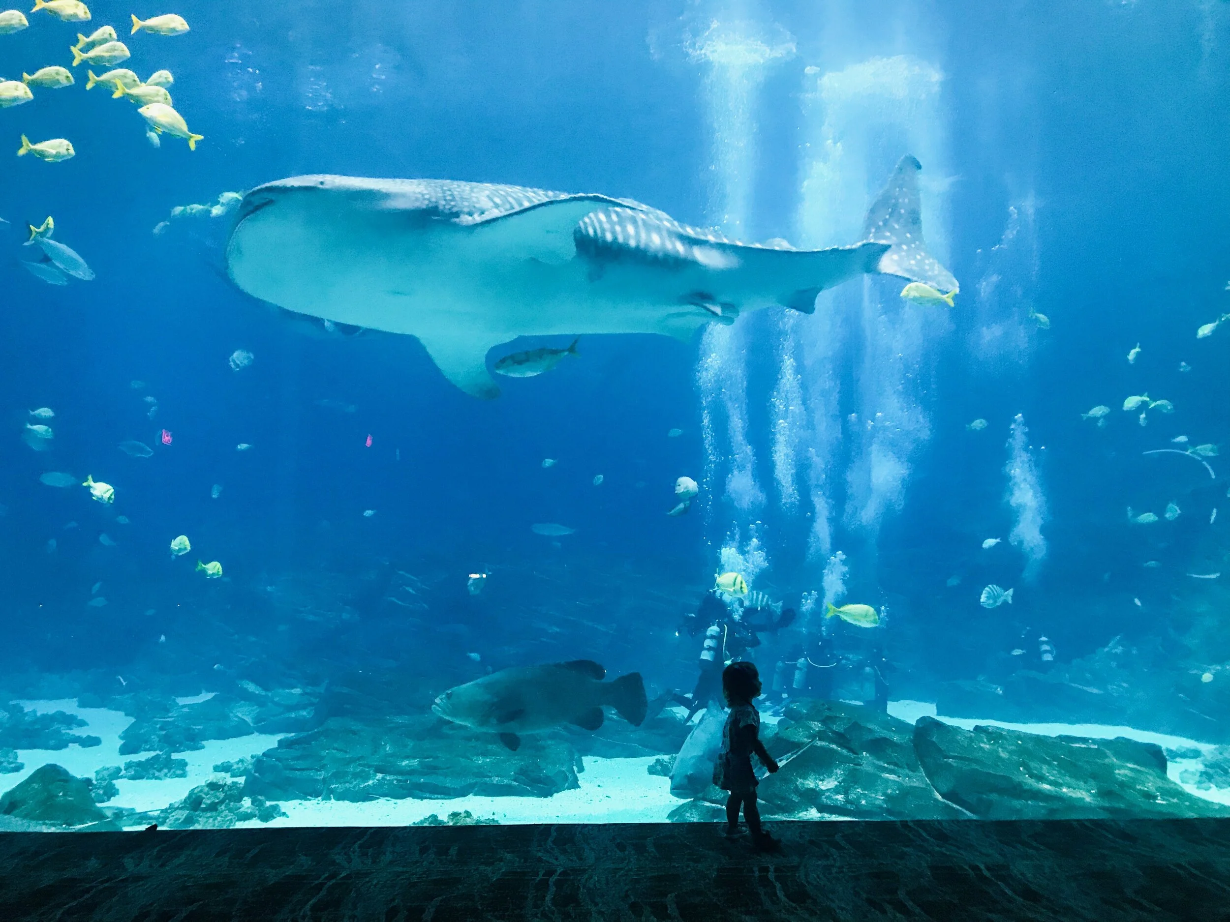 Atlanta | Eloise & the Whale Shark