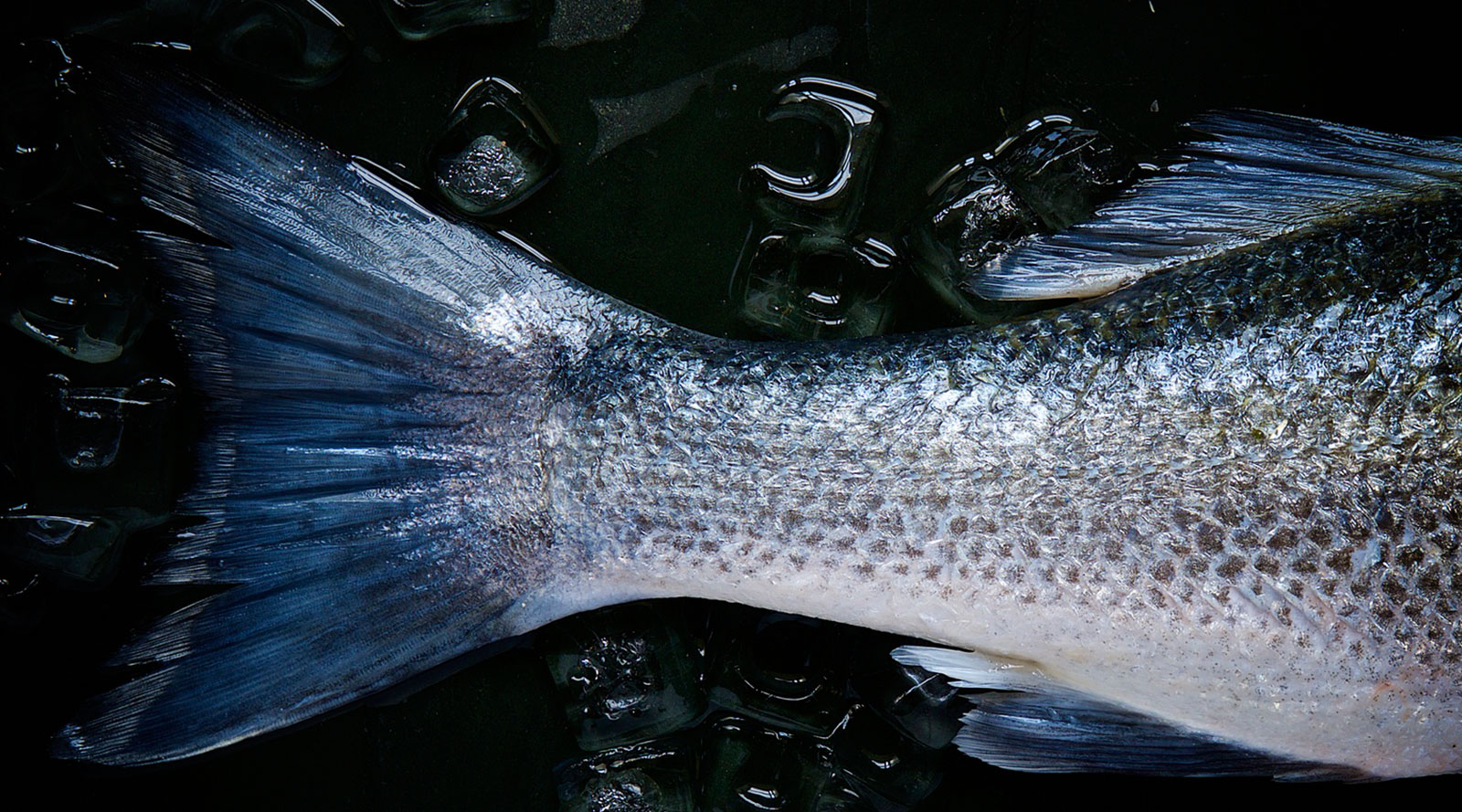 catch-of-the-day.jpg