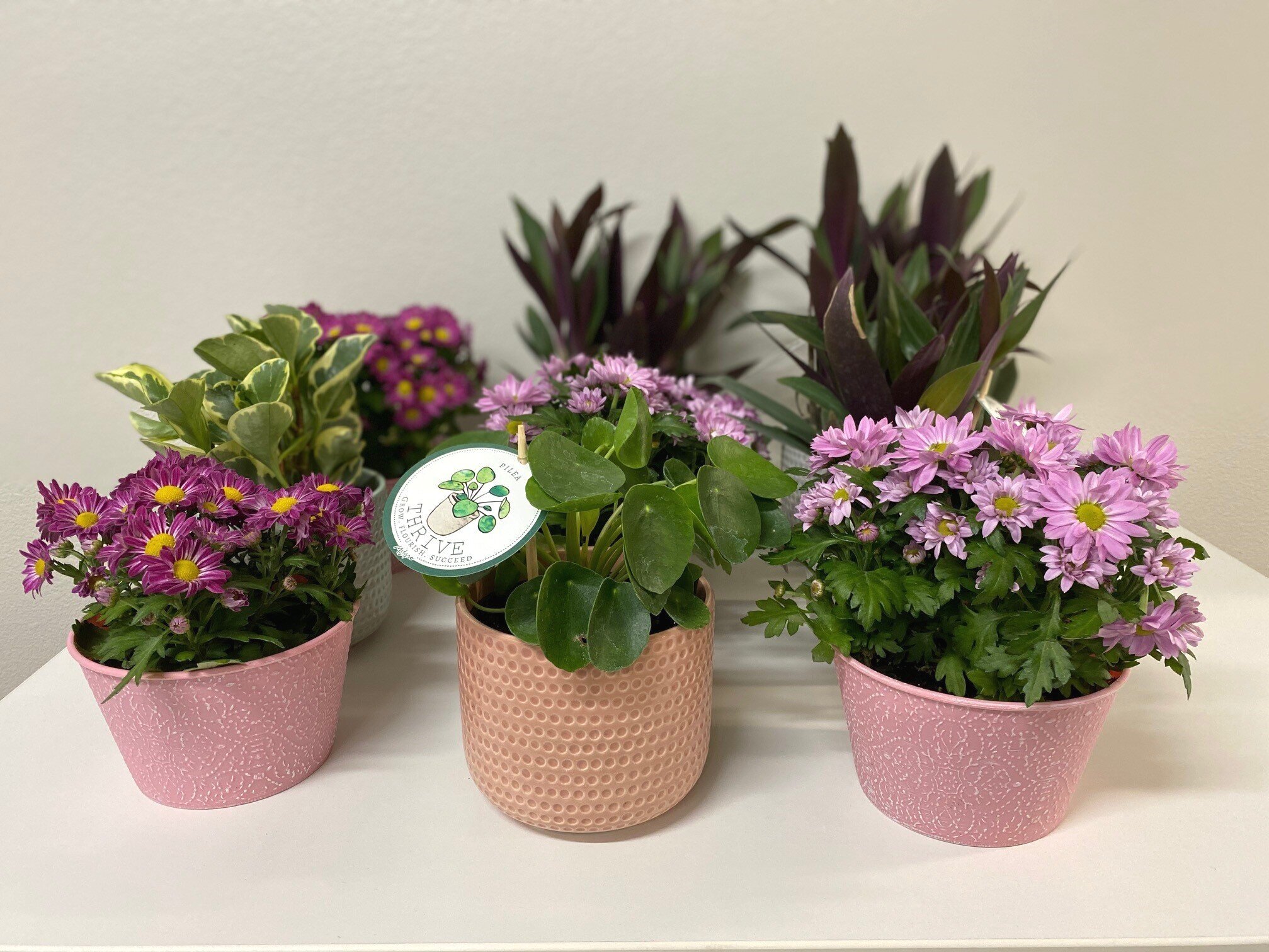 potted+flowers+and+plants.jpg