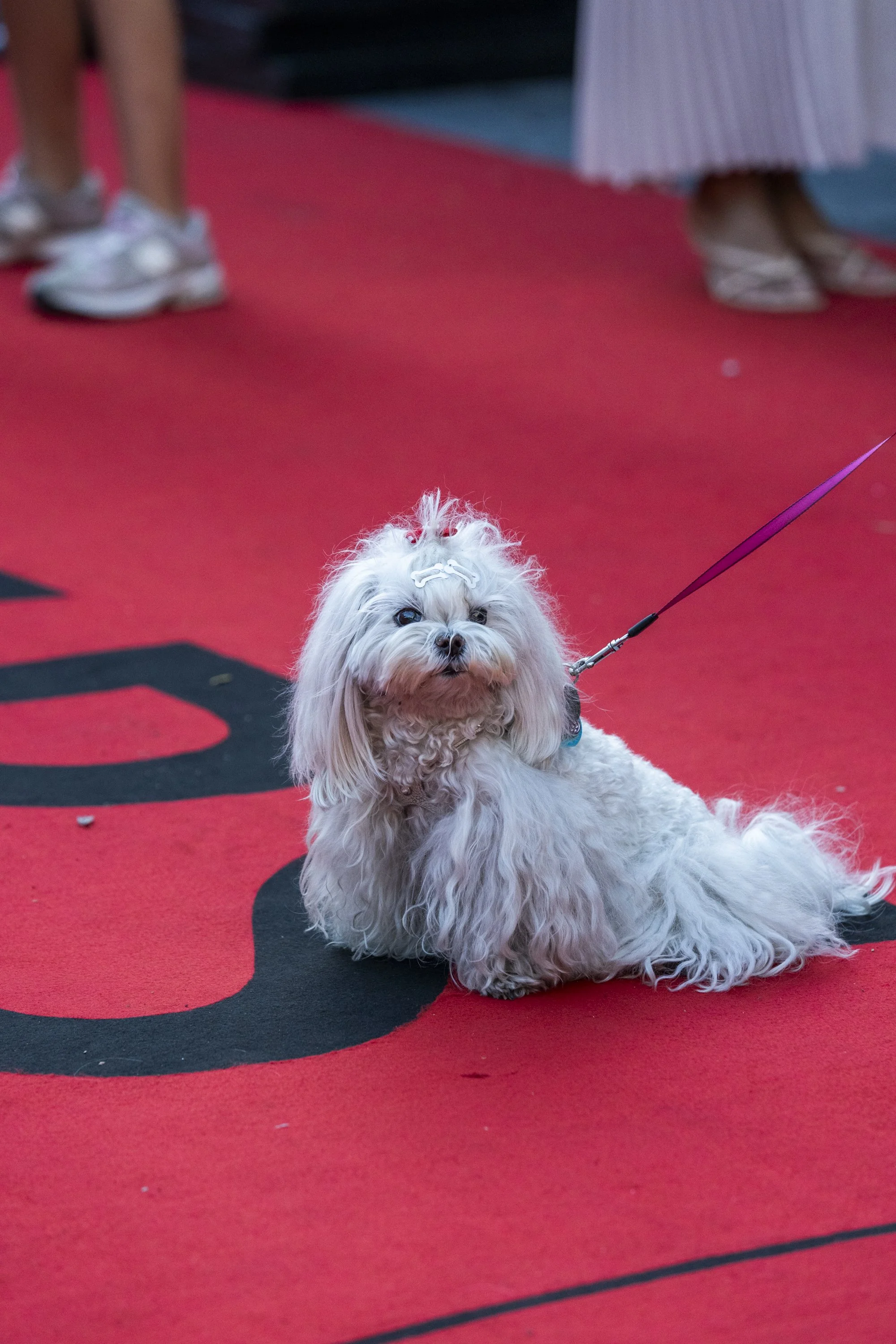 Red Carpet pooch at TIFF