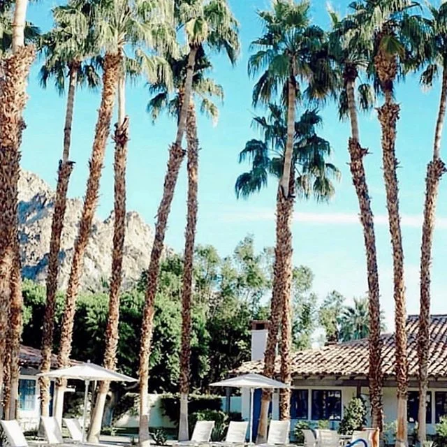 Dreaming of sunshine #psp #palmtrees #travel