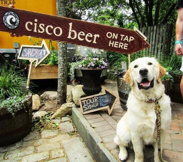 Cisco.jpg