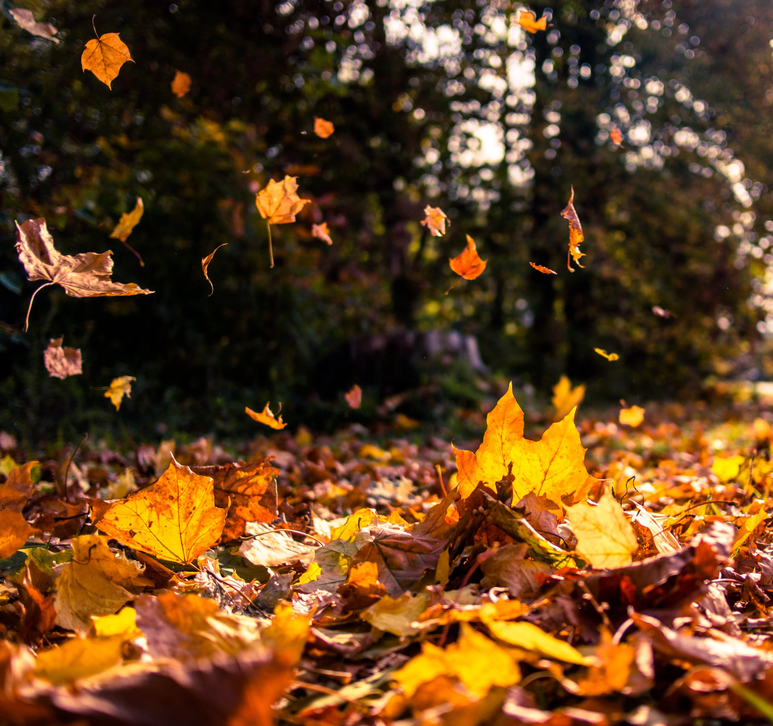 falling-leaves-G6DA4LC.jpg