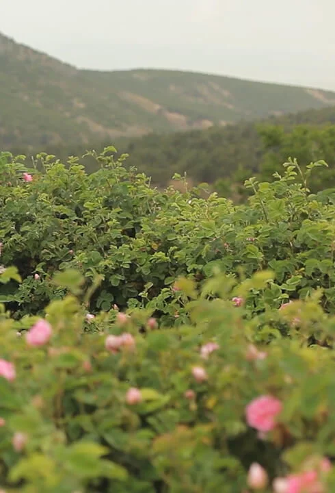Ancient Blossoms; The Rose Face Mask