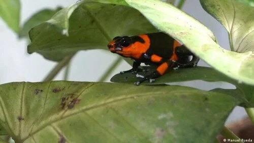      

 
   El ecocidio, ¿más cerca de la Corte Penal Internacional? “Si las empresas que derraman crudo supieran que tienen que pagar penalmente, tomarían medidas preventivas”, dijo a DW Saskia Bricmont, eurodiputada que promueve que ecocidio se esc