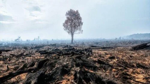      

 
   El Congreso de los Diputados de Chile pide al gobierno, por una amplia mayoría, que apoye la definición legal del ecocidio y la propuesta de enmienda al Estatuto de Roma. 13/07/2021 
 




















  
  



     