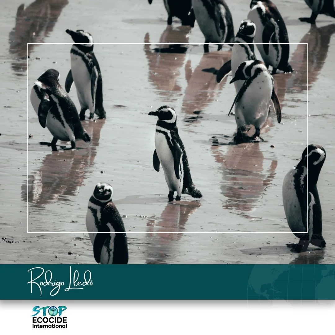 Argentina: Massacre of Penguins Underscores Need for Ecocide Law