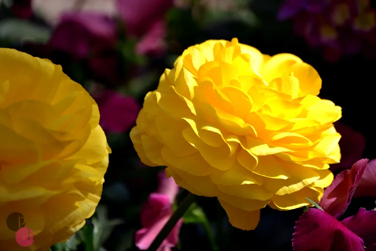 flowercloseup-12.jpg