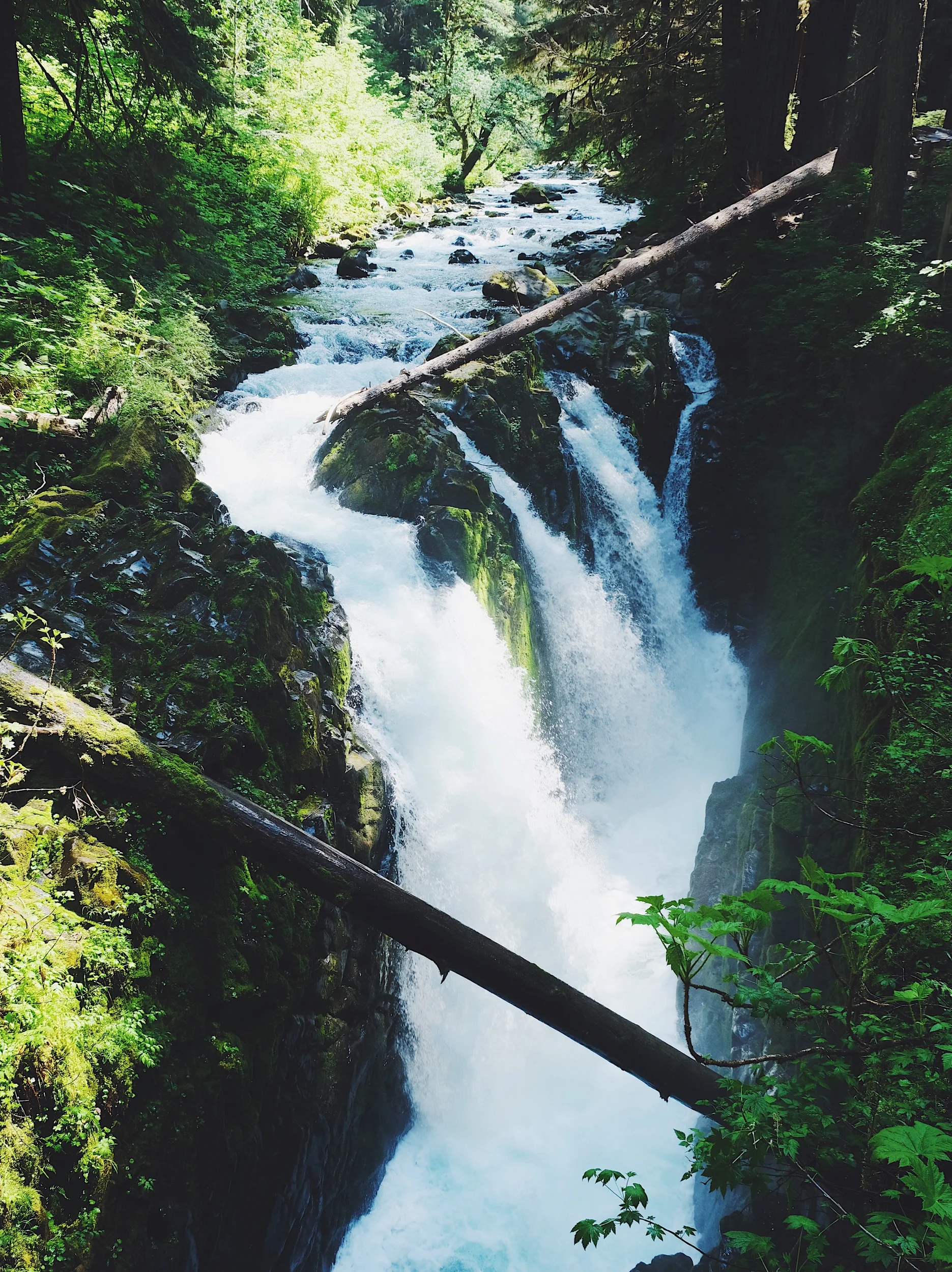 Unbeleafable Sights in Washington