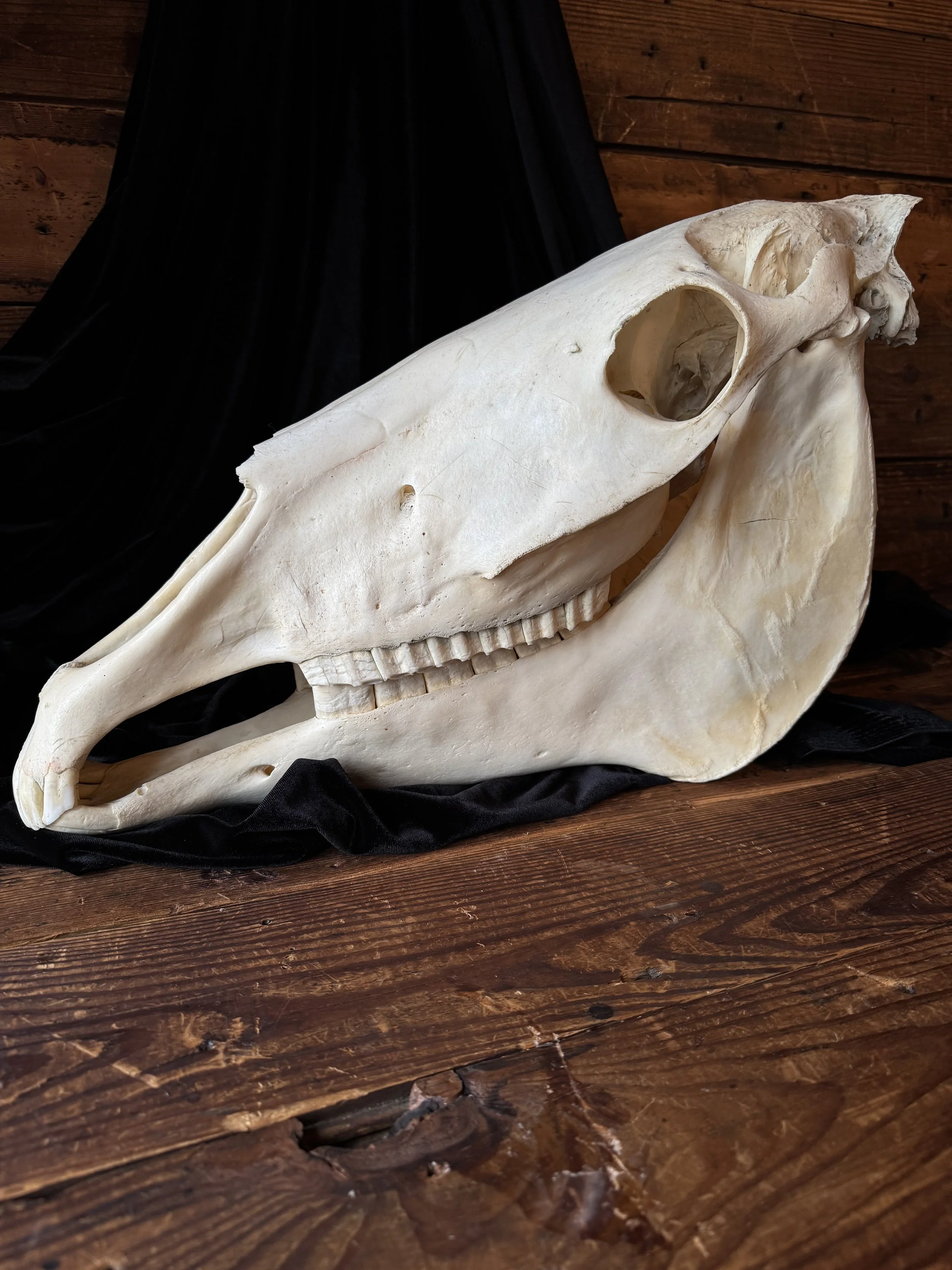 natural horse skull