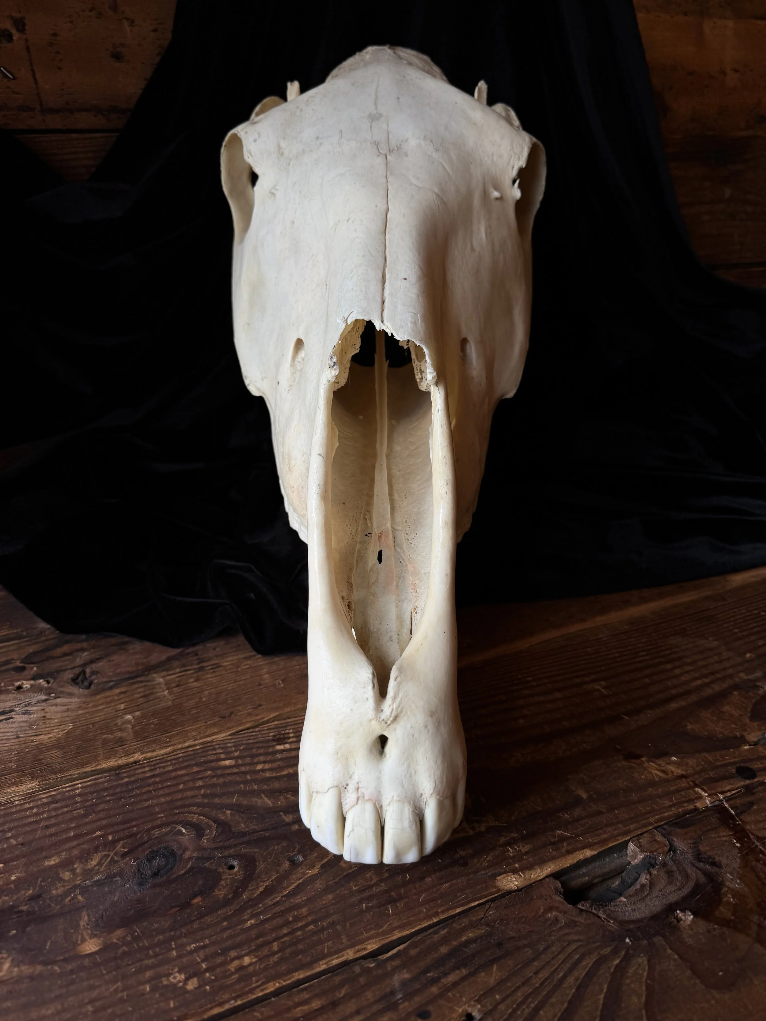 natural horse skull
