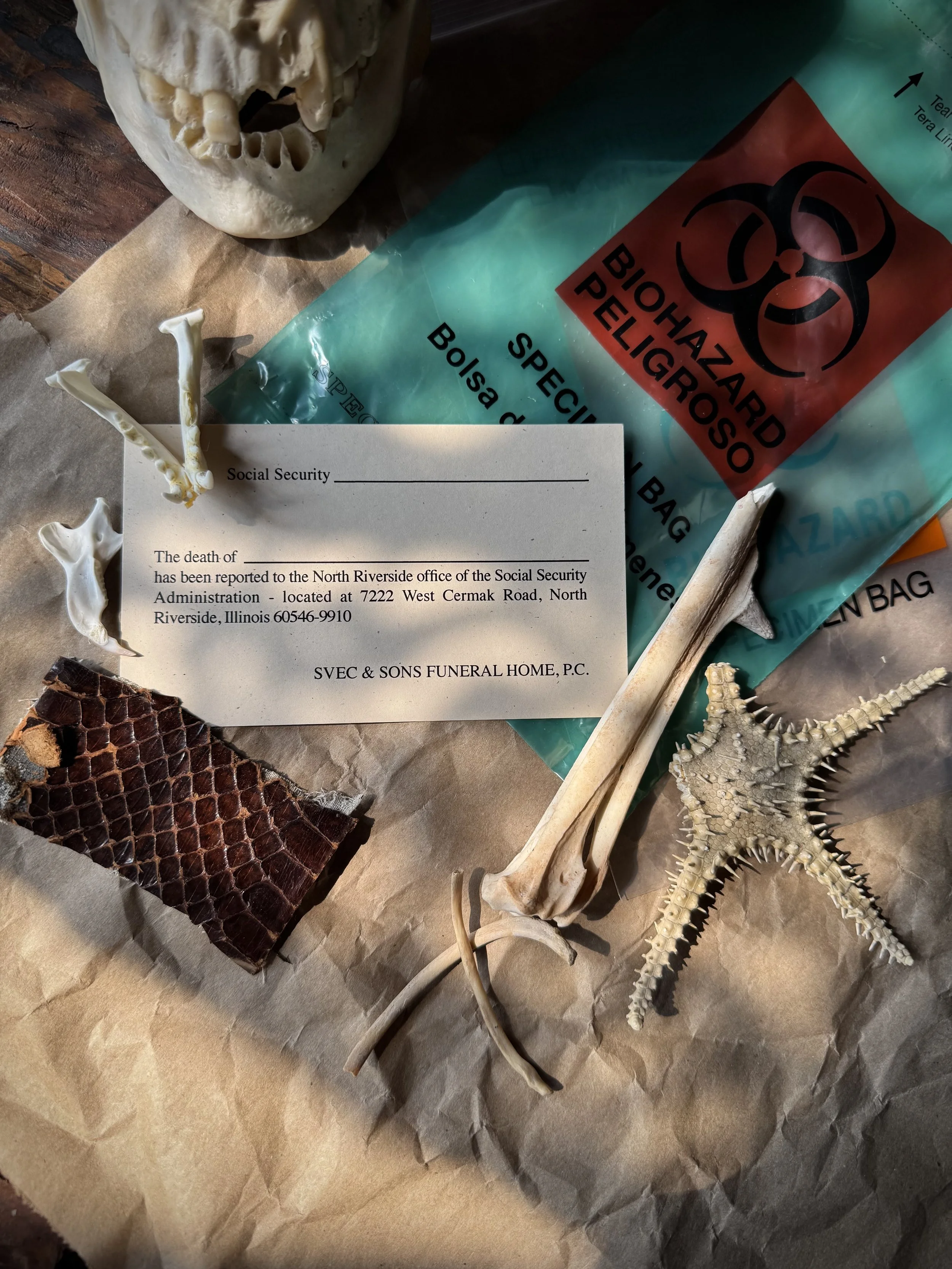 hand picked bio hazard bag filled with a mix of bones, paws, claws, and other natural specimens.