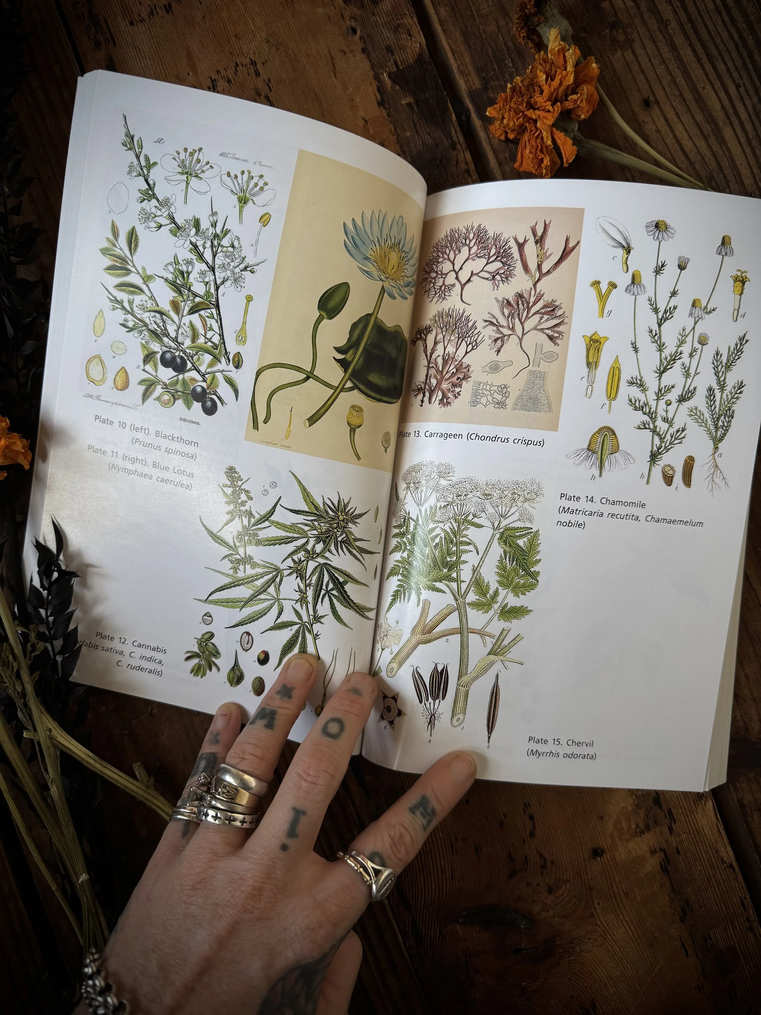 the sacred herbs of samhain: herbs to contact the spirits of the dead