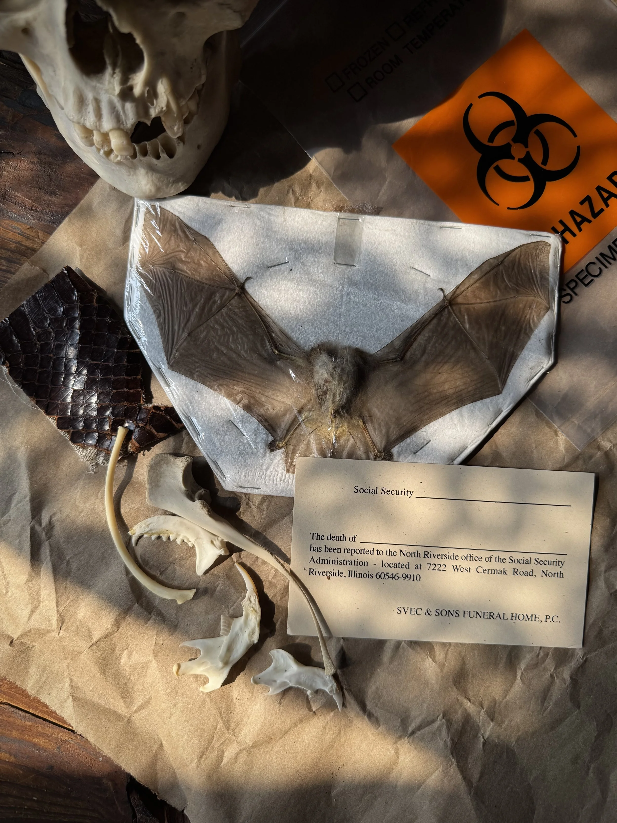 hand picked bio hazard bag filled with a mix of bones, paws, claws, and other natural specimens.
