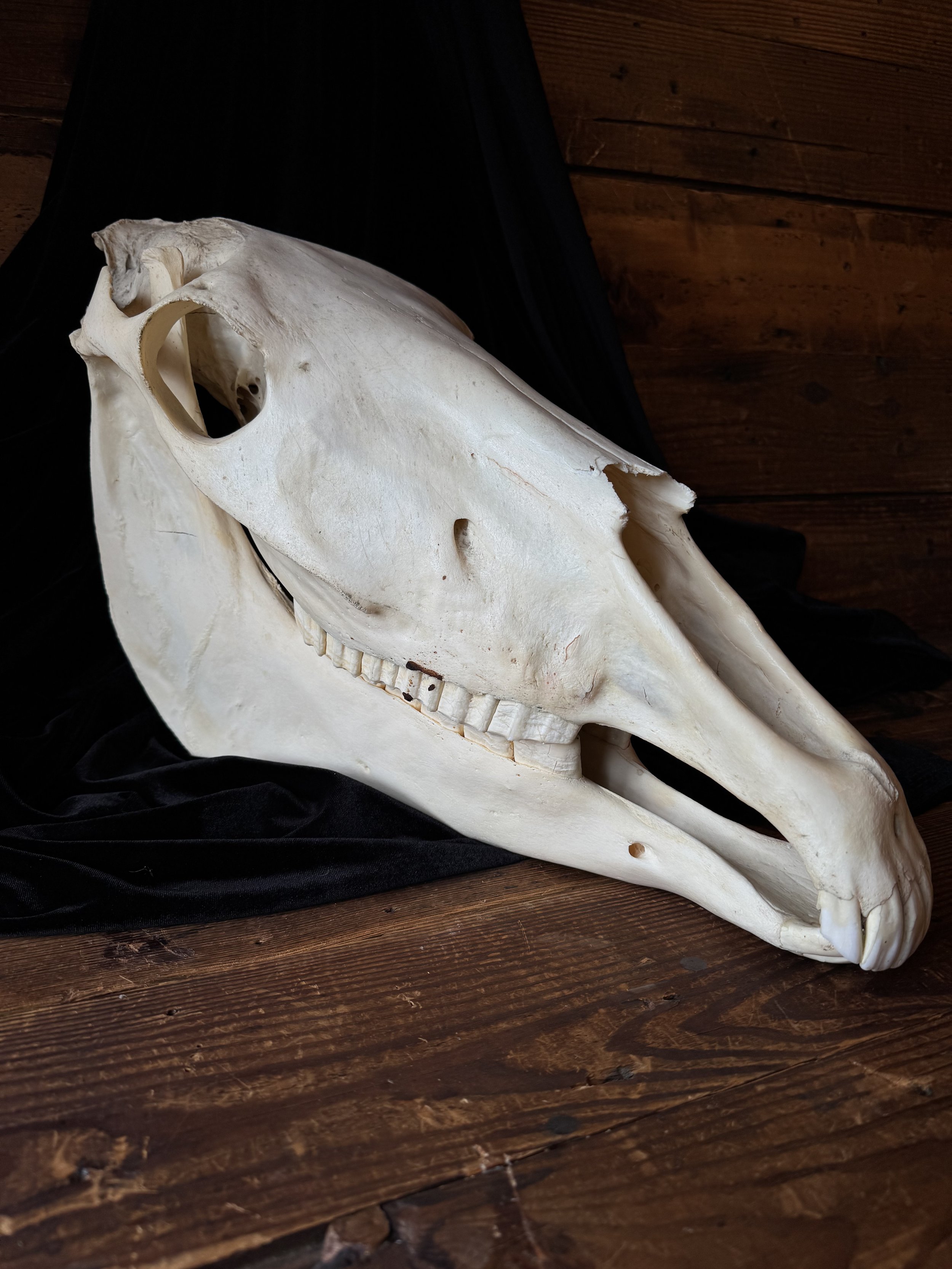 natural horse skull