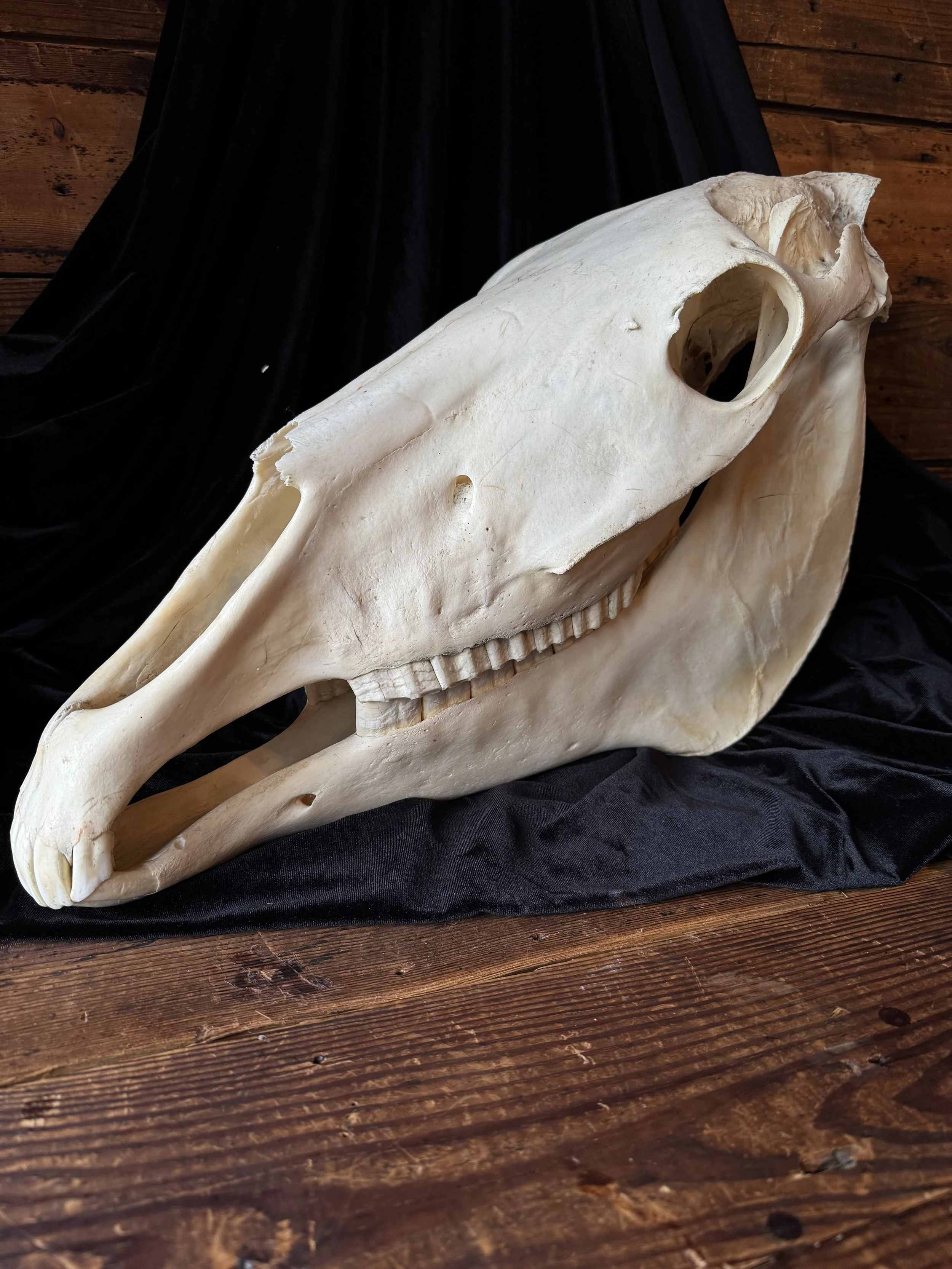 natural horse skull