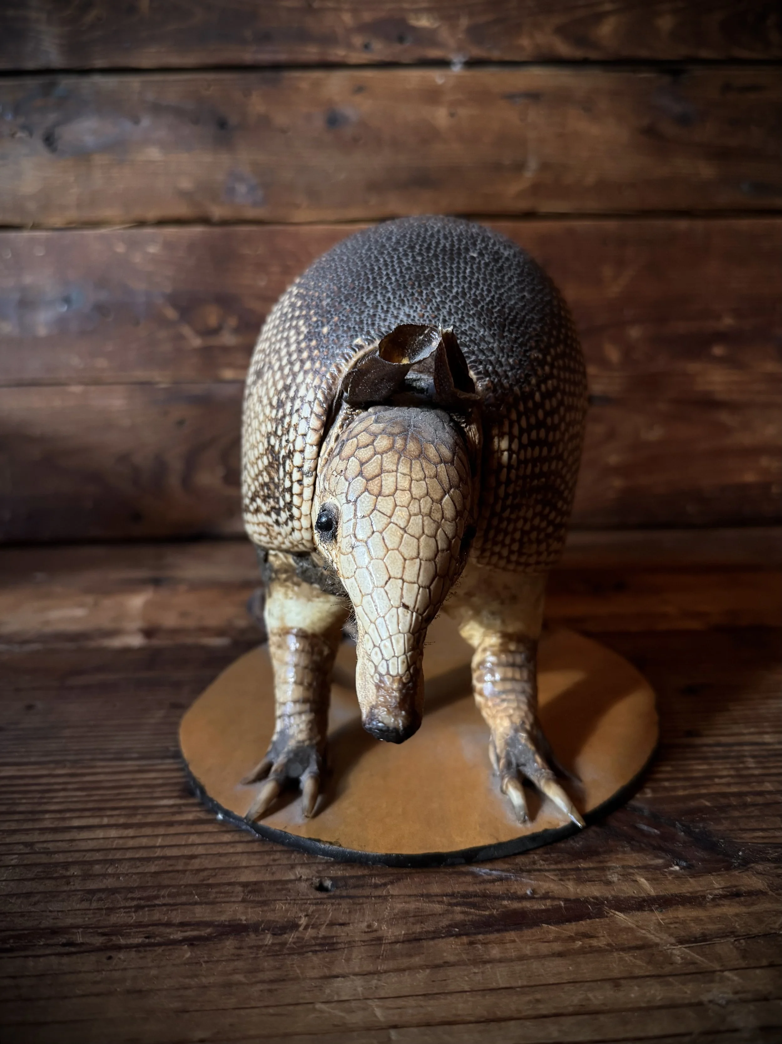 full real taxidermied armadillo