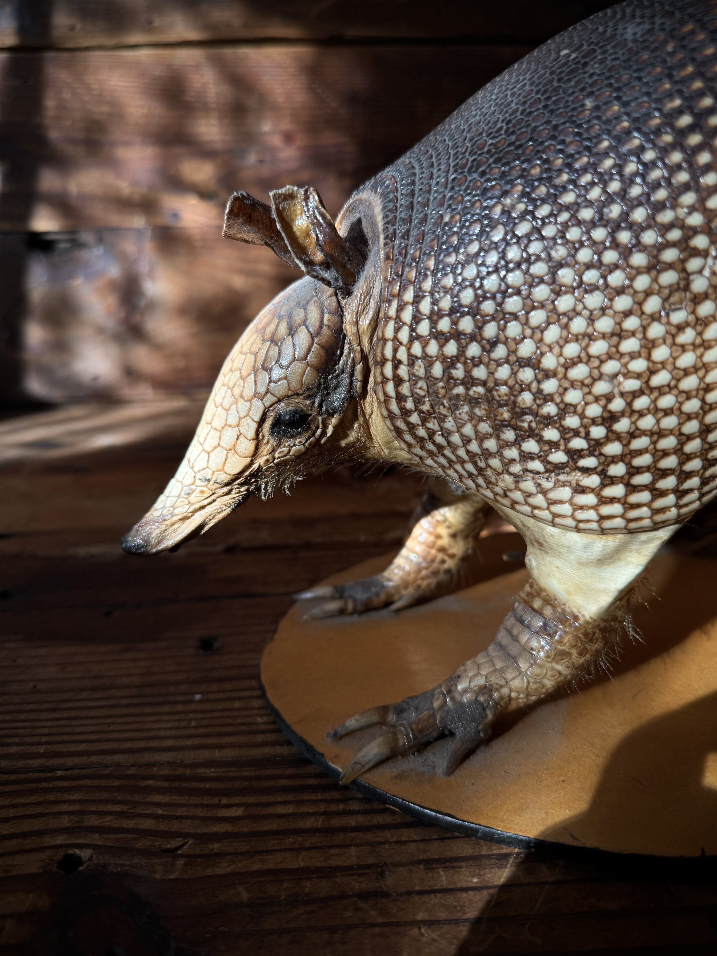 full real taxidermied armadillo
