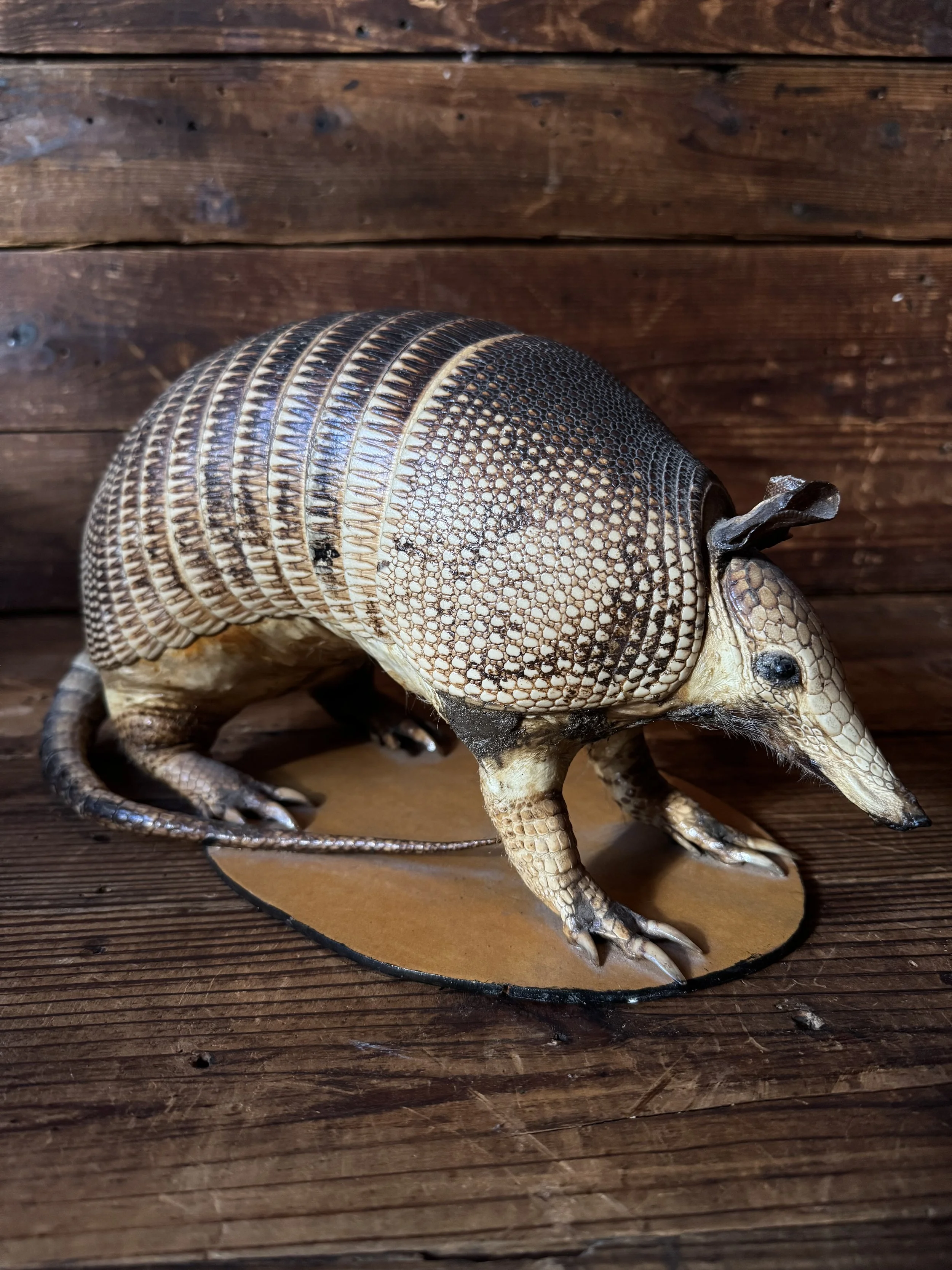 full real taxidermied armadillo