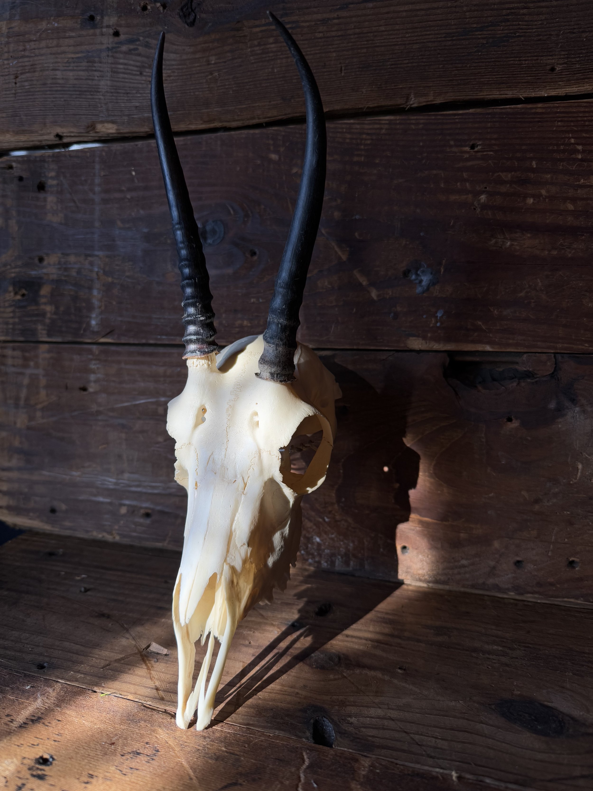 Springbok skull