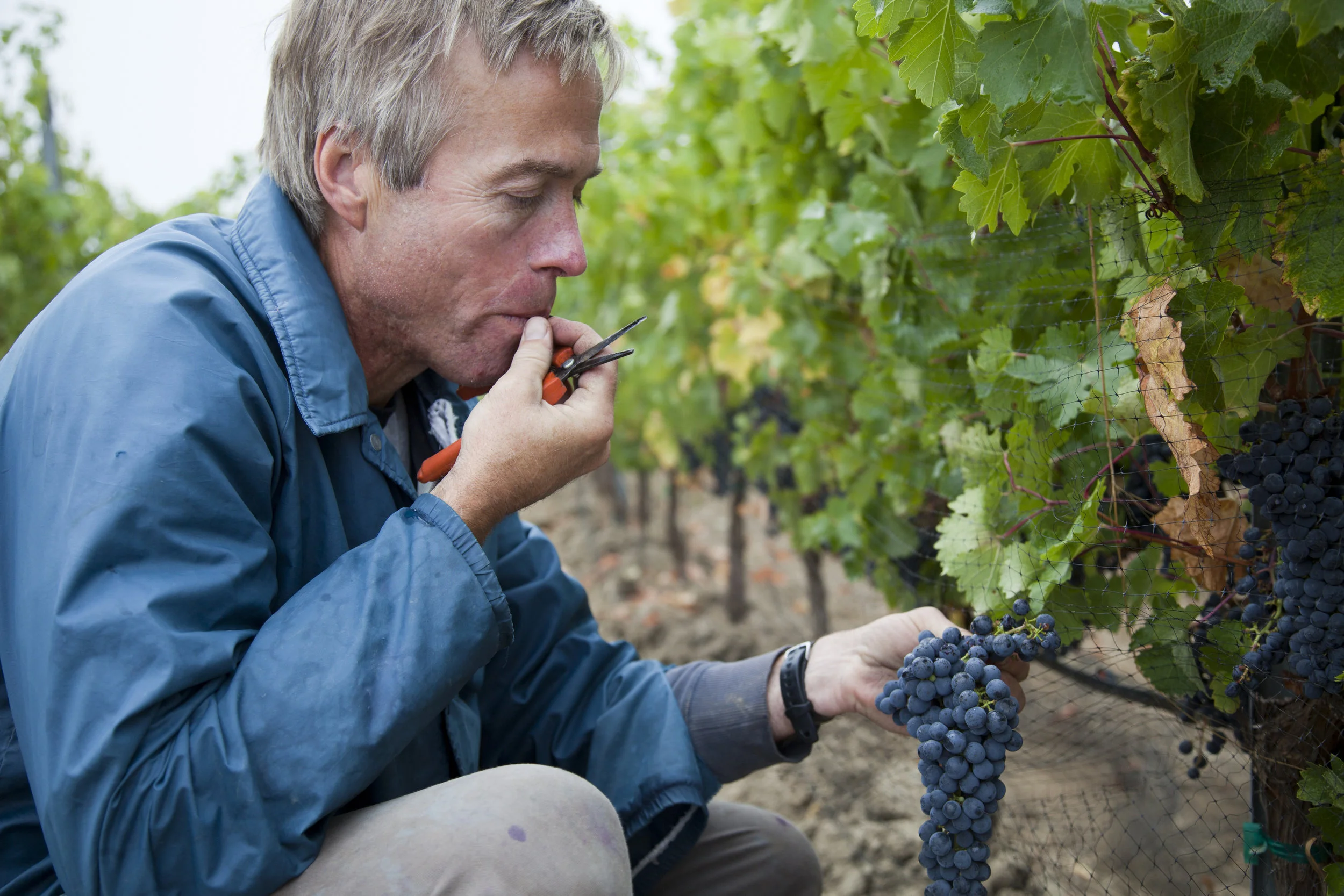 David checking grape ripeness in the vineyard.