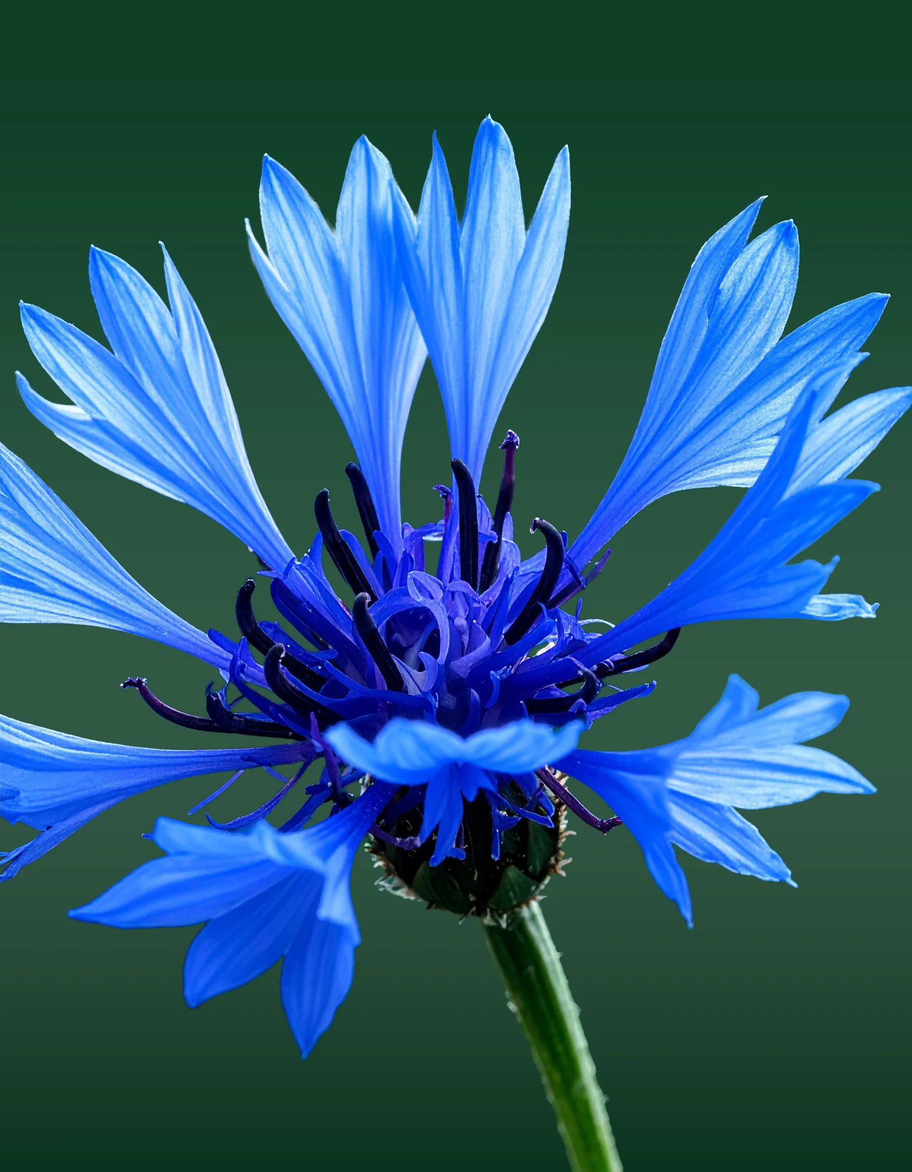 Firefly_Realistic macro photograph of an Cornflower. Focus on vibrant blue petals with fine,  116075 (1).jpg