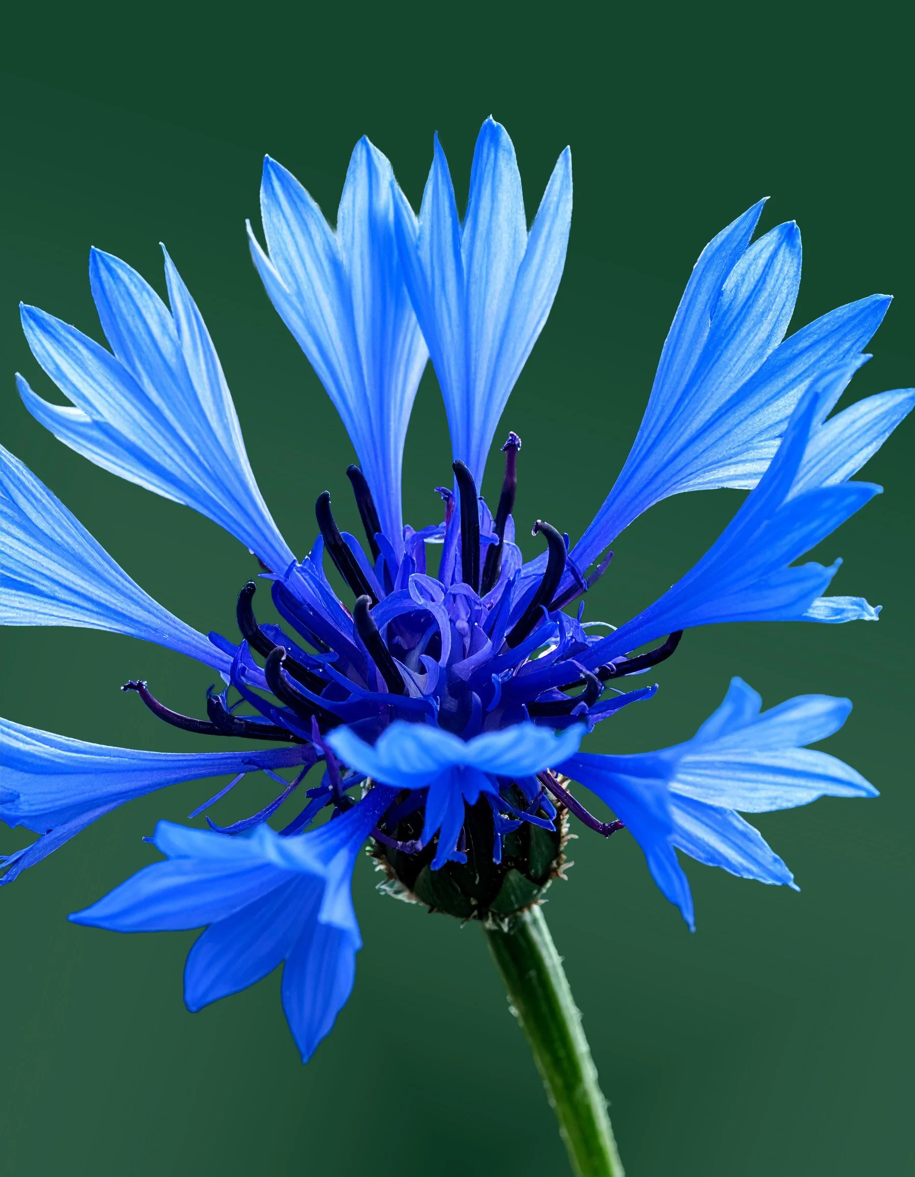 Firefly_Realistic macro photograph of an Cornflower. Focus on vibrant blue petals with fine,  116075 (2).jpg