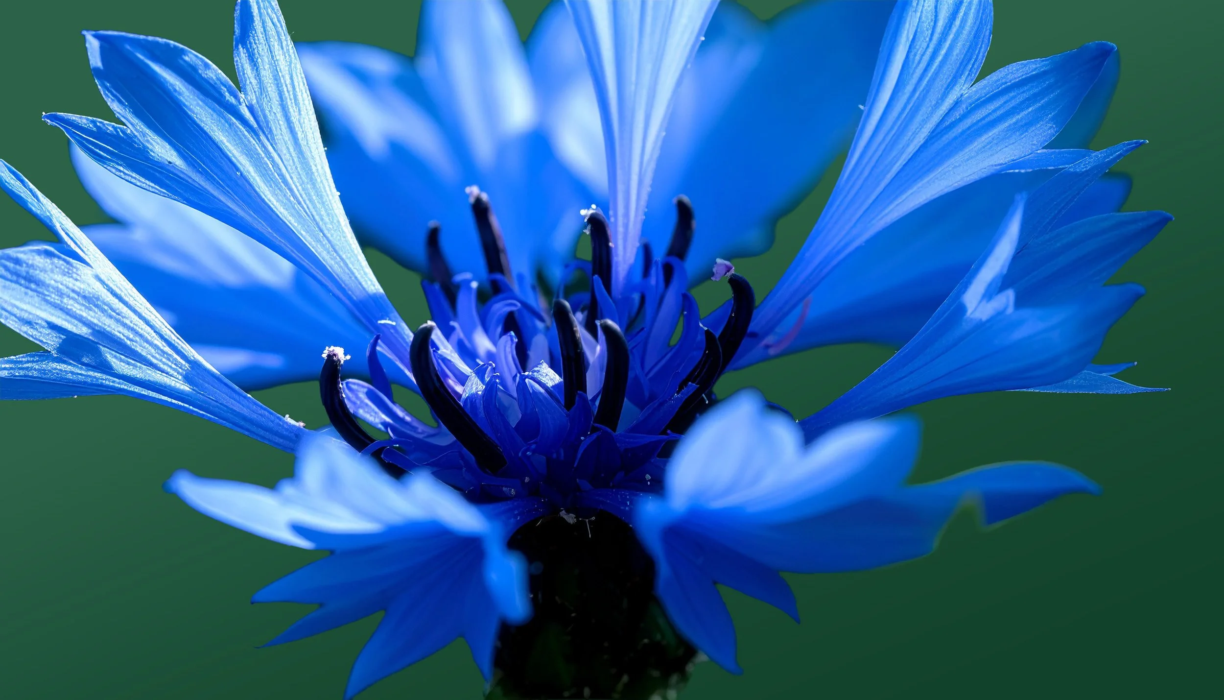 Firefly_Realistic macro photograph of an Cornflower. Focus on vibrant blue petals with fine,  116075.jpg