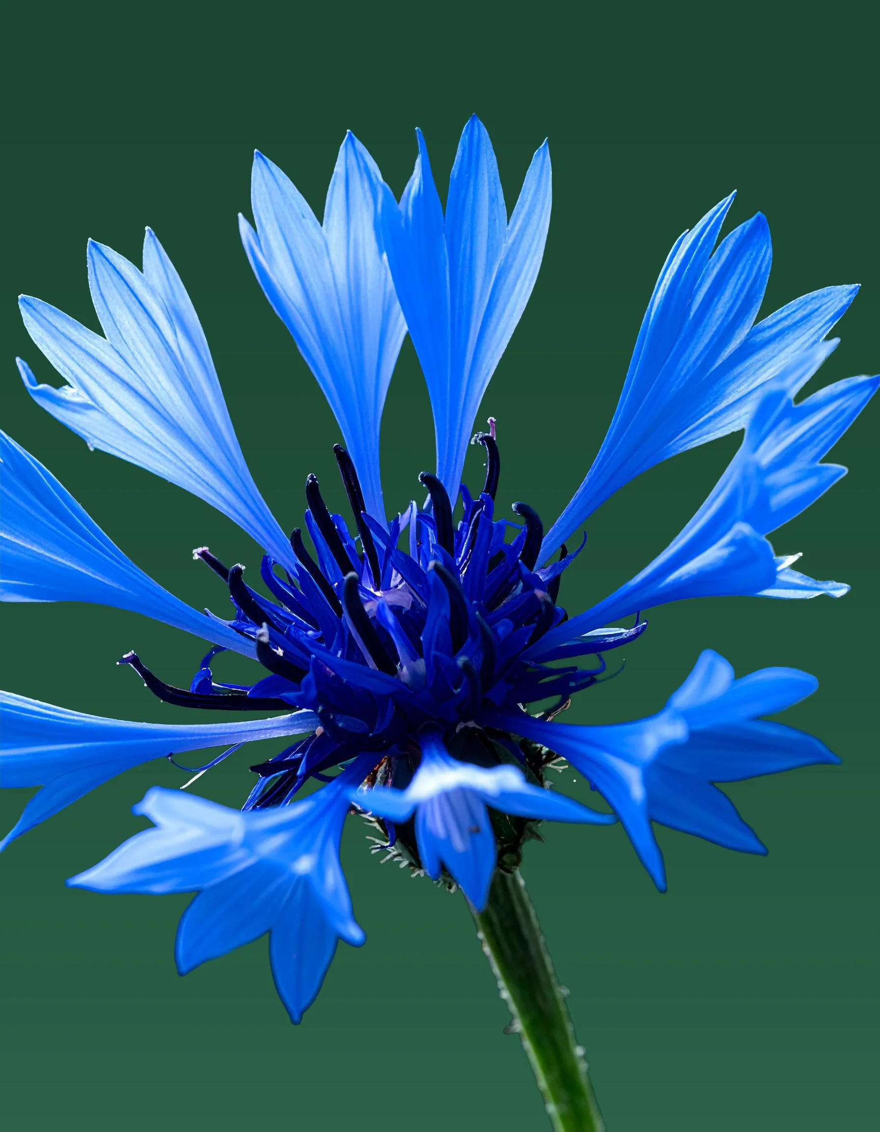 Firefly_Realistic macro photograph of an Cornflower. Focus on vibrant blue petals with fine,  178112.jpg