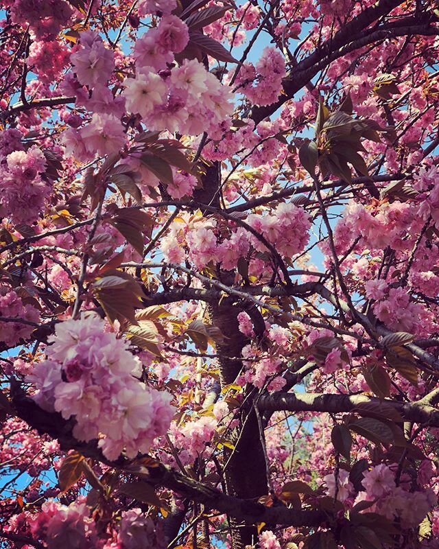 S P R I N G...My daughters favorite tree to visit when we socially distance in the park.
&bull;
#spring #springiscoming #springisintheair #blossoms #tree #prospectpark #brooklyn #socialdistancing #freshair #takecareofyourself