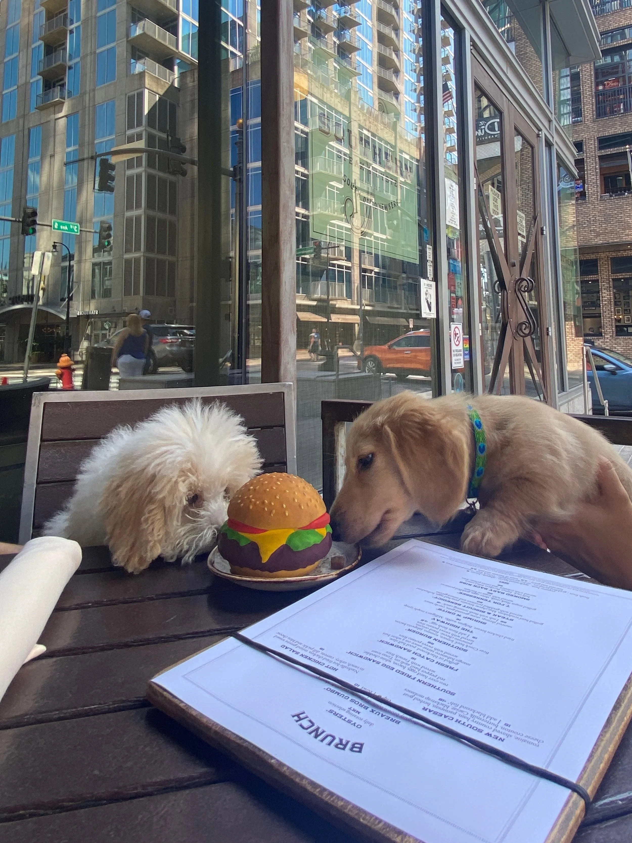 These sweet doggies, Chips &amp; Jelly Bean, are here to remind you that The Southern has a dog-friendly patio!  As patio season is upon us don&rsquo;t forget to bring your four-legged best friend with you!

#dogfriendlypatio #downtownnashville #stea