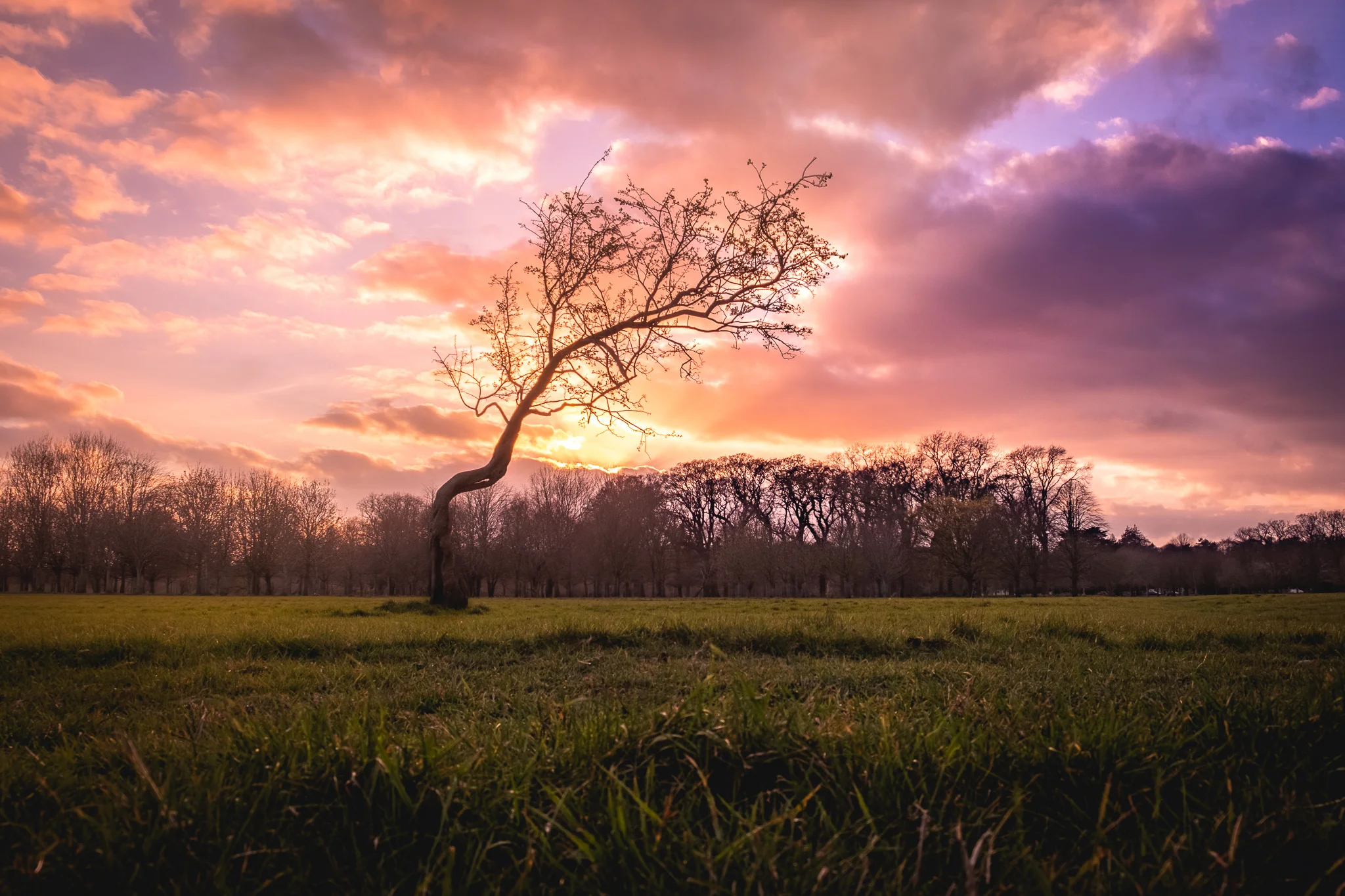 Fairy Tree -  Phoenix Park