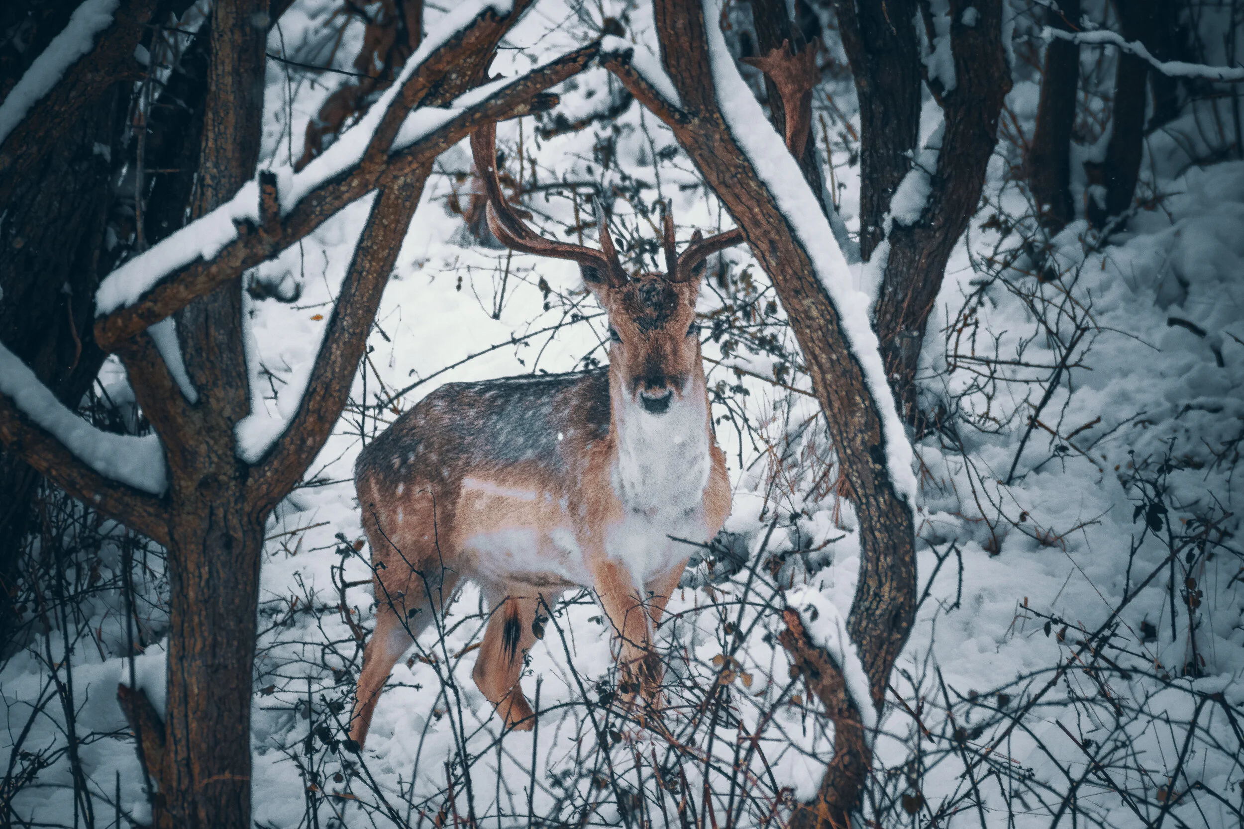 Snow-02.jpg