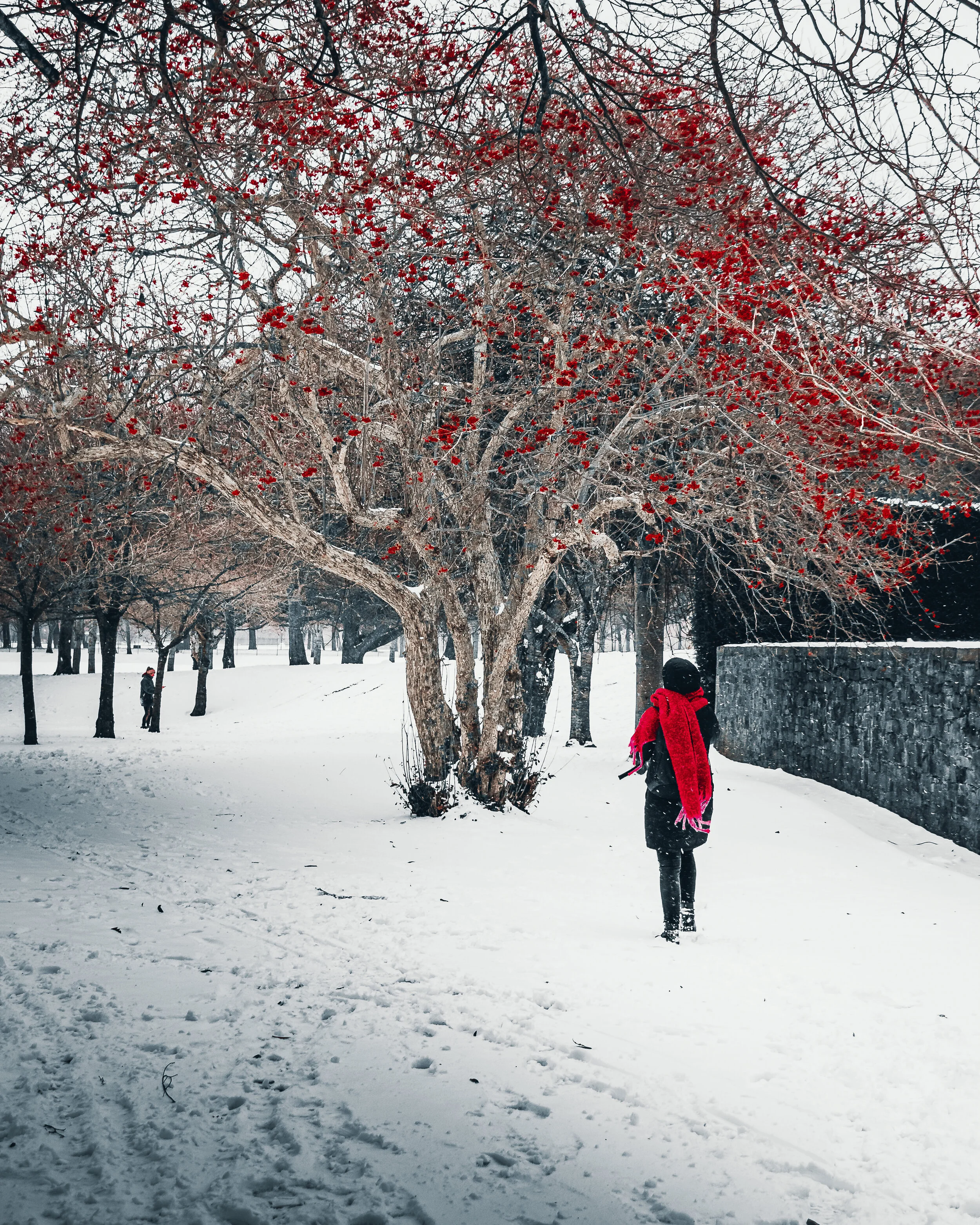 Snow-1.jpg