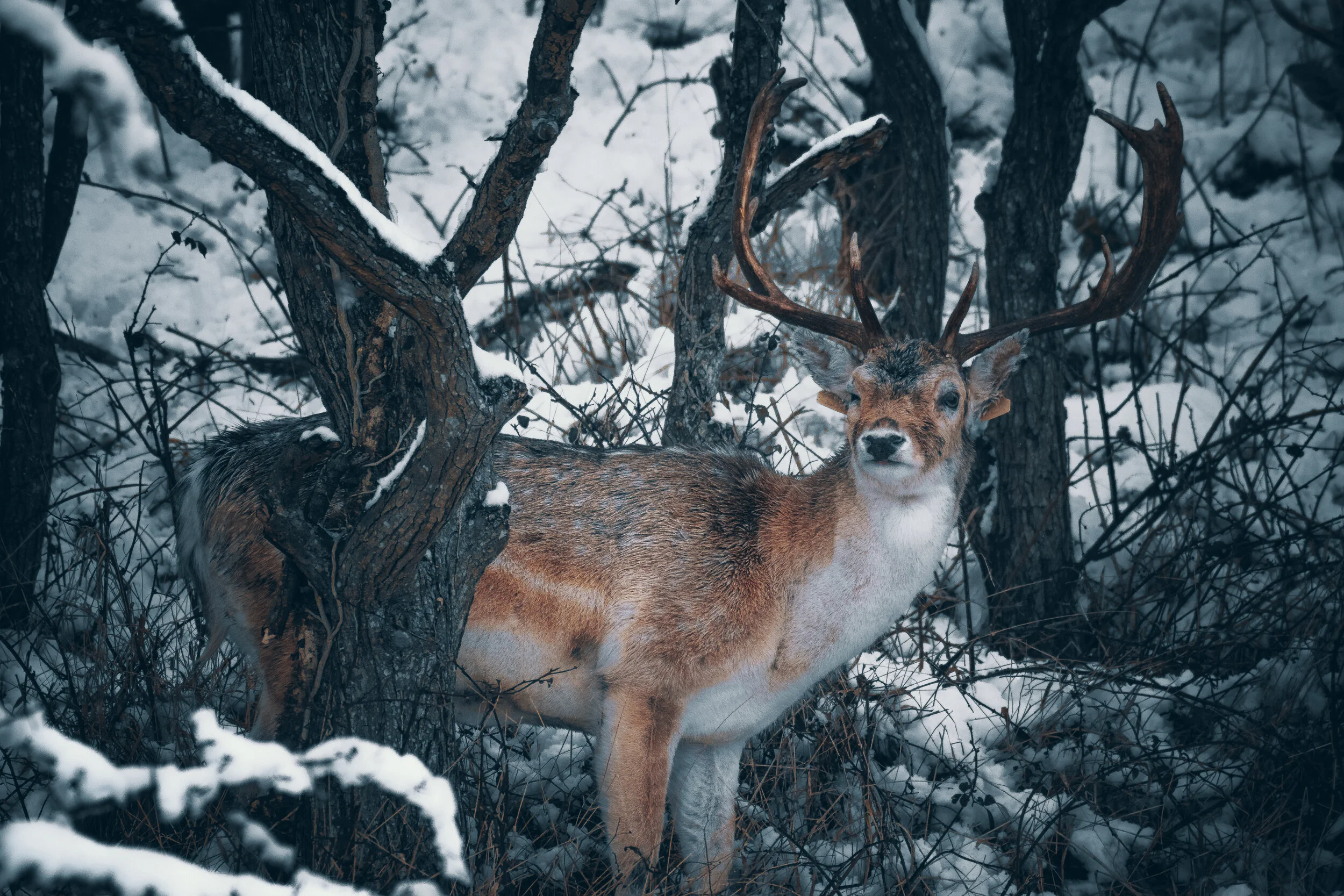 Snow-03.jpg