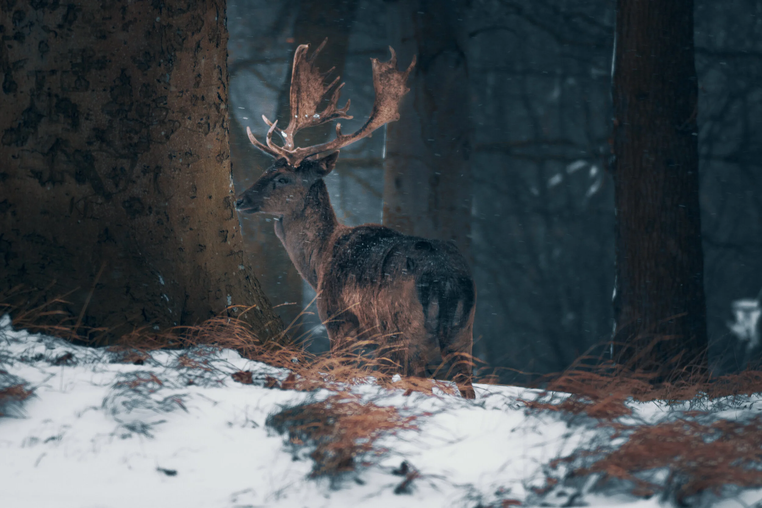 Snow-07.jpg