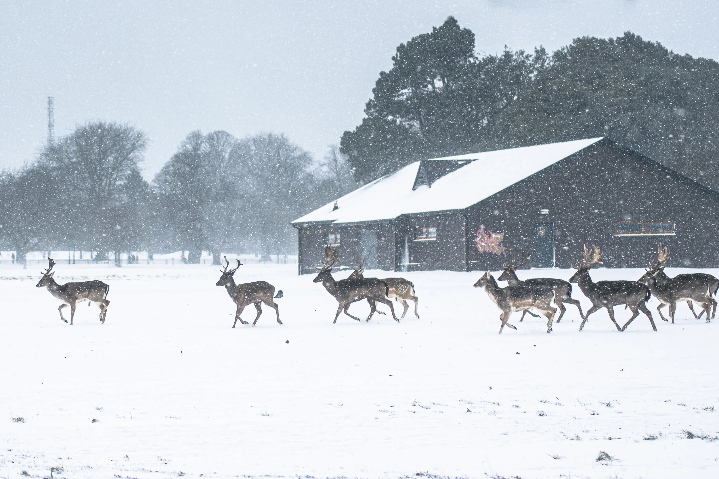 Snow-11.jpg