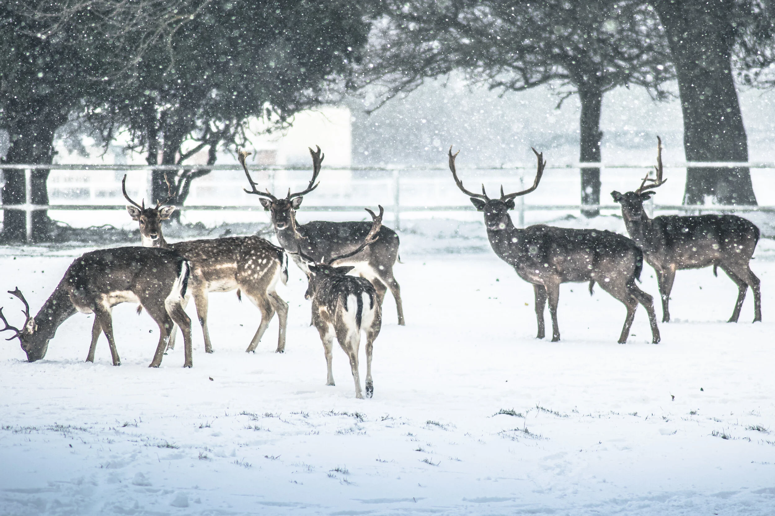 Snow-10.jpg