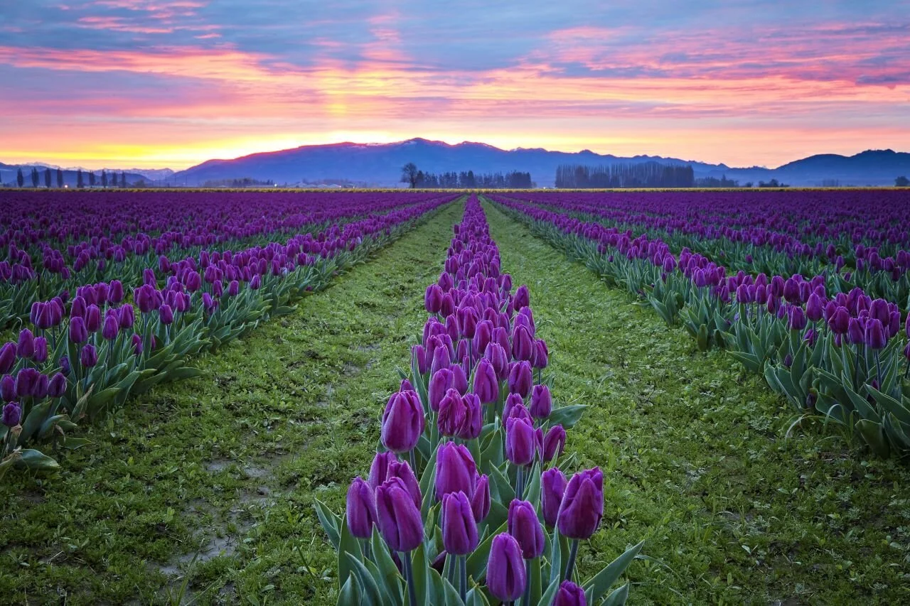 Spring Is Here! Take A Claritin And Check Out Seattle In Bloom!