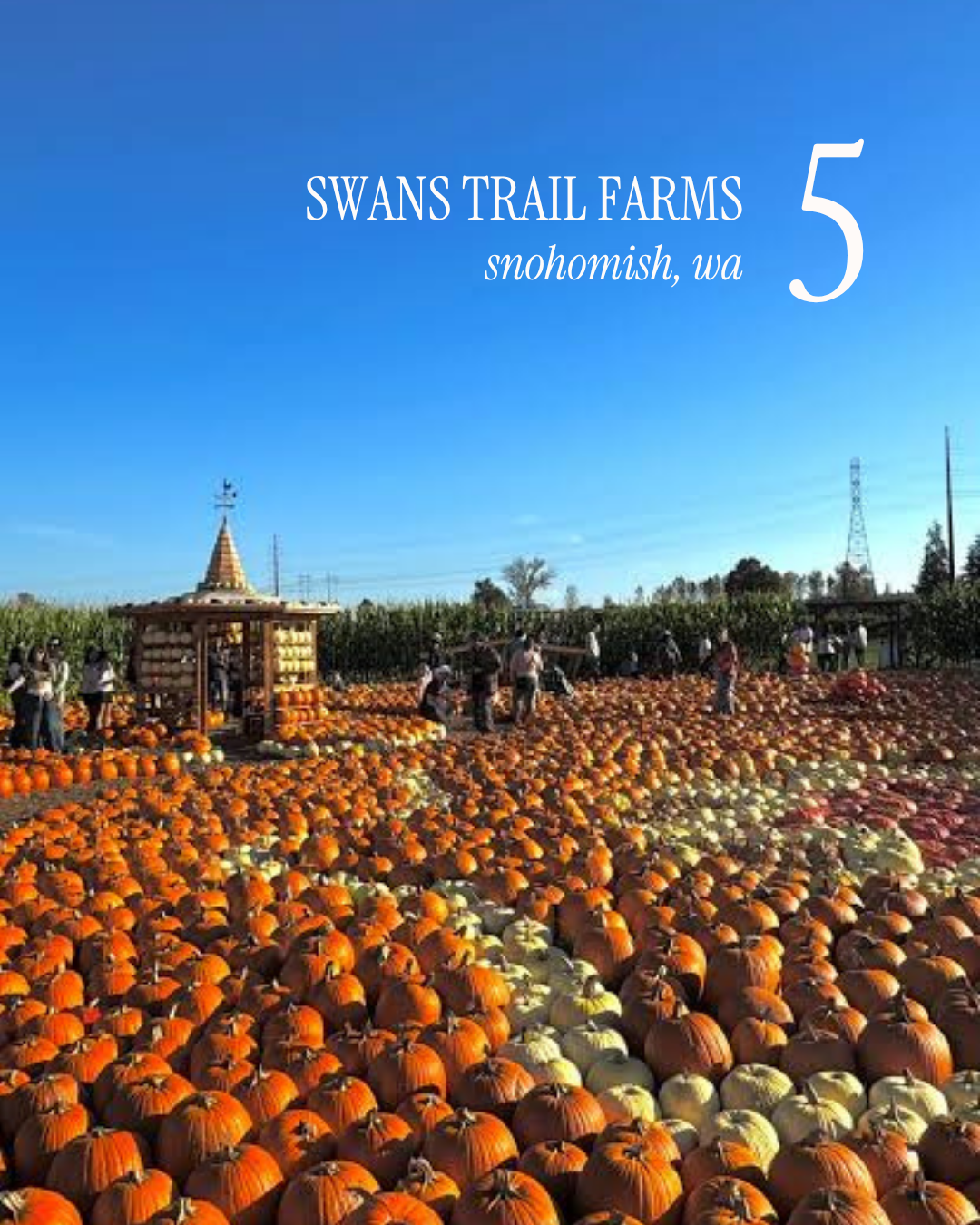 Pumpkin Patch Post - 2.PNG