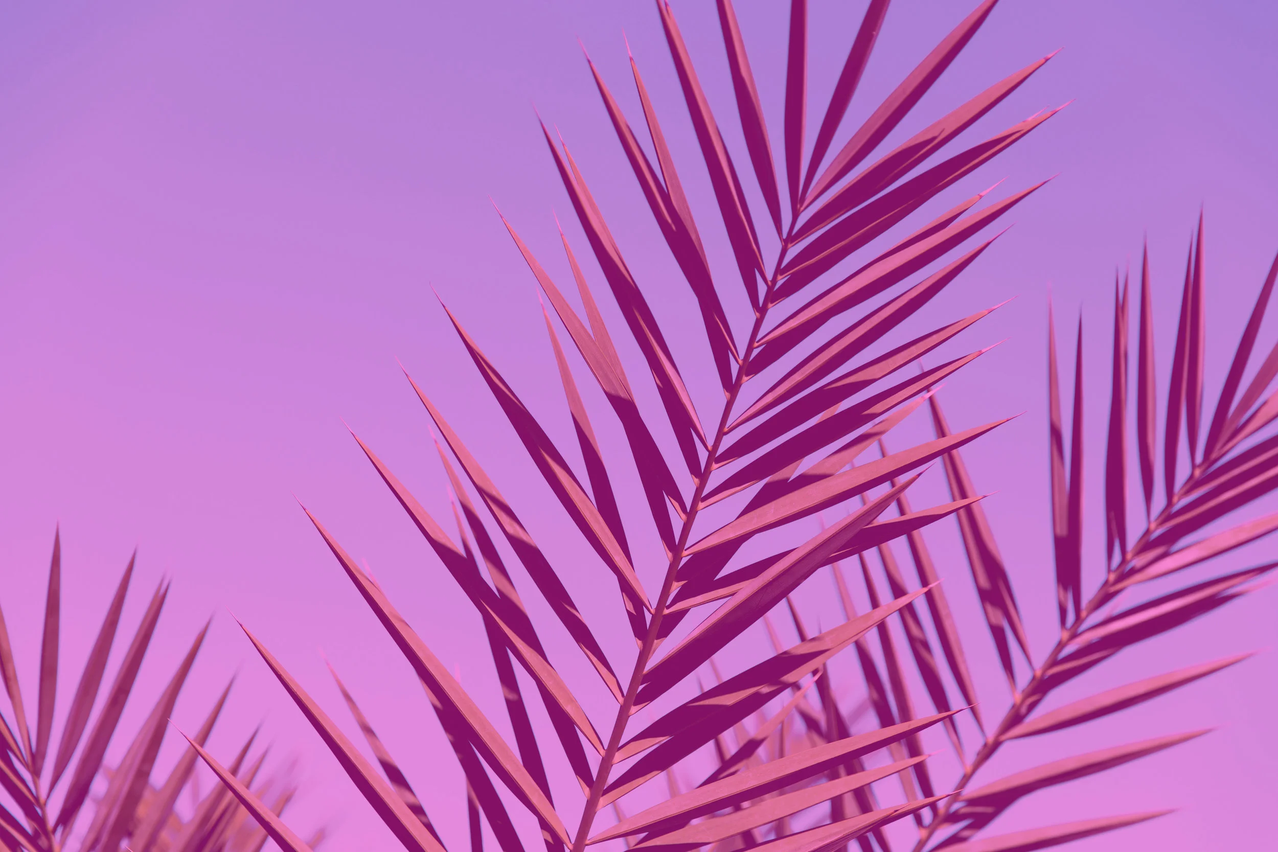 hot-pink-palm-leaves-for-web.jpg