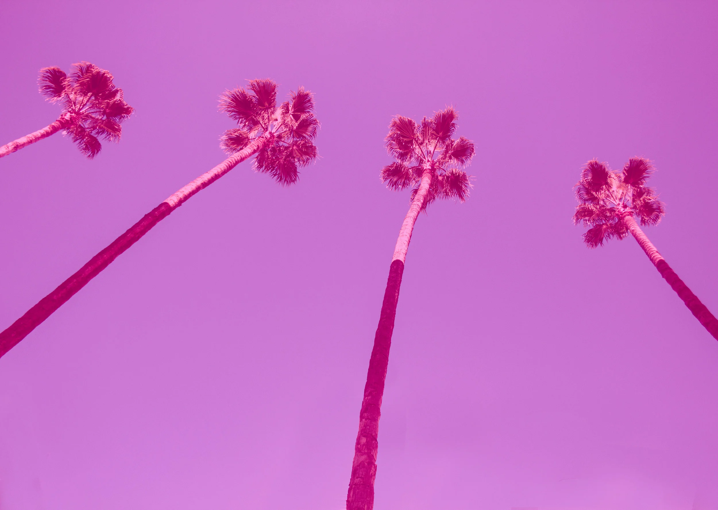 hot-pink-palms-for-web.jpg