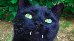 blackcat5.jpeg