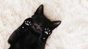 blackcat4.jpeg