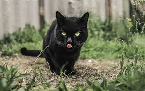 blackcat1.jpeg