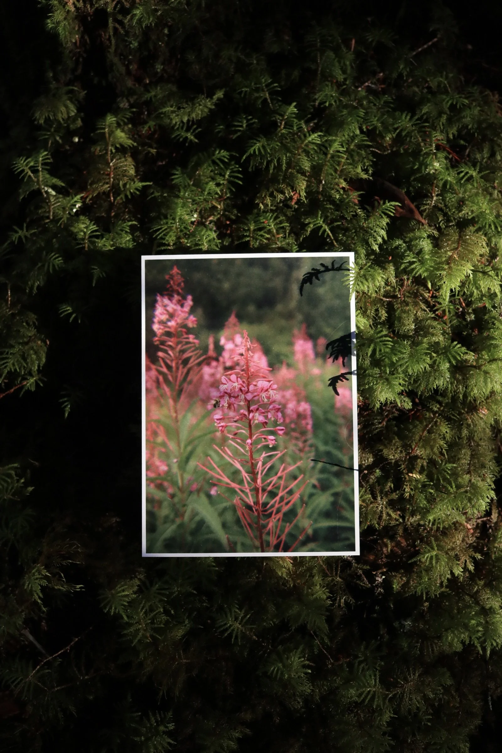 Fireweed