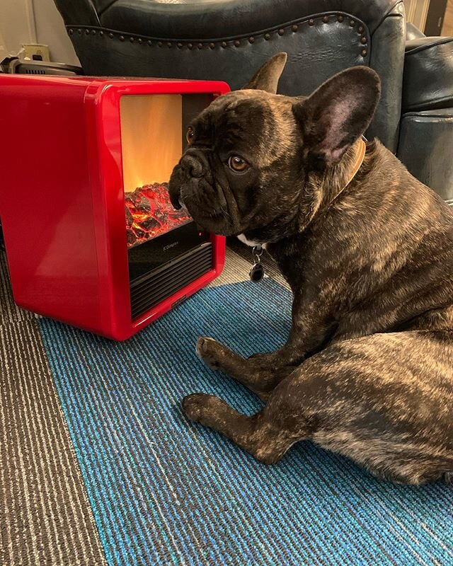 Because some days are colder than others...
.
.
.
.
.
.
.
.
.
.
.
.
.
.
#officedogsofinstagram 
#bluearch
#pnw
#dudleythefrenchie 
#dogsofinstagram 
#frenchiesofinstagram 
#coldweather 
#rainraingoaway